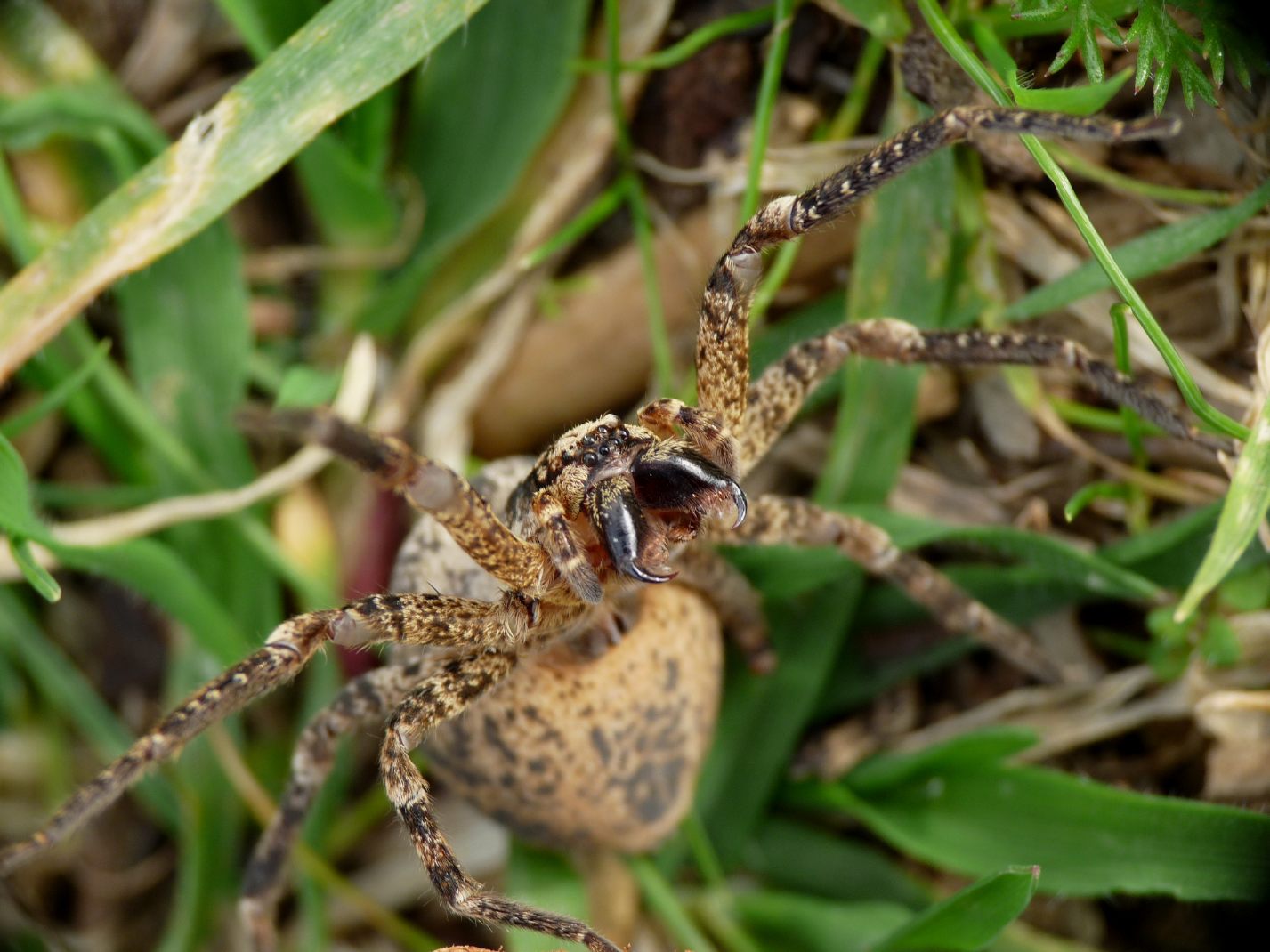 Zoropsis in atteggiamento difensivo